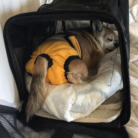 Reusable Pet Diapers — Comfort and Protection for Your Dog or Cat